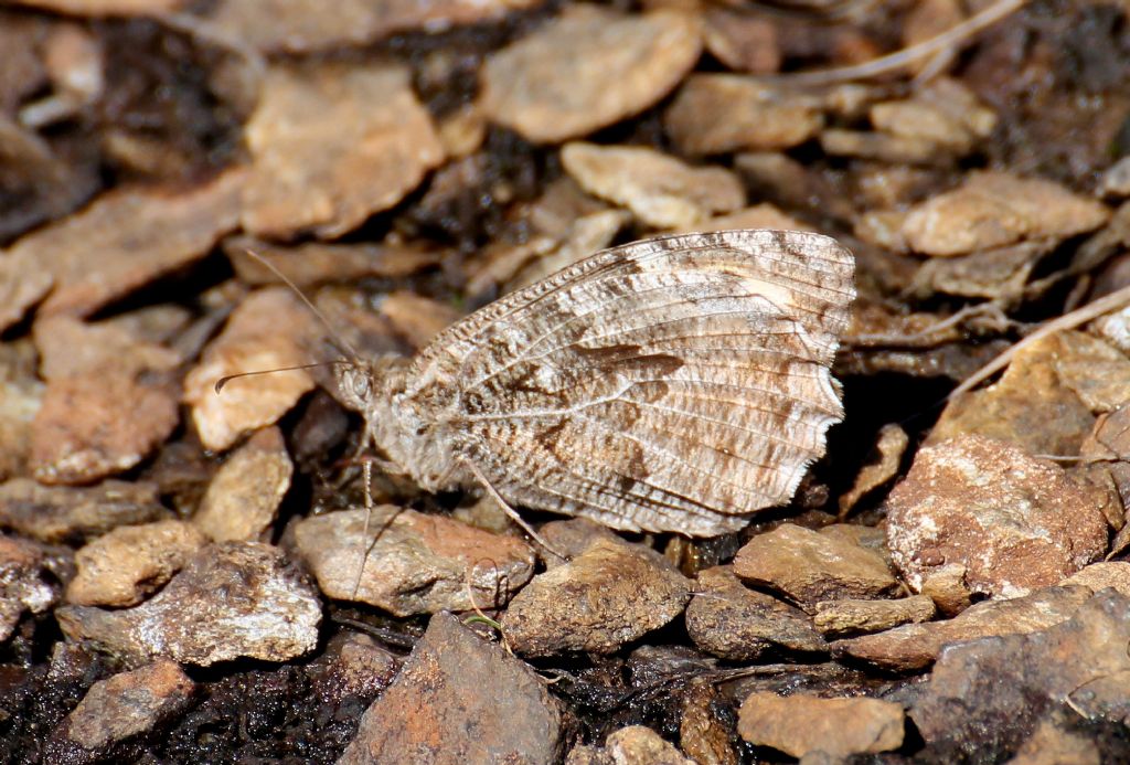 Quale specie? Hipparchia (Parahipparchia) semele, Nymphalidae